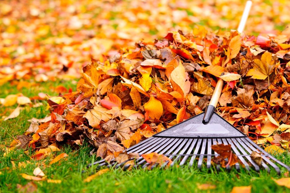 Regelmäßiges Entfernen von Laub schützt den Rasen vor Fäulnis und Frostschäden Herbstlaub-auf-Rasen