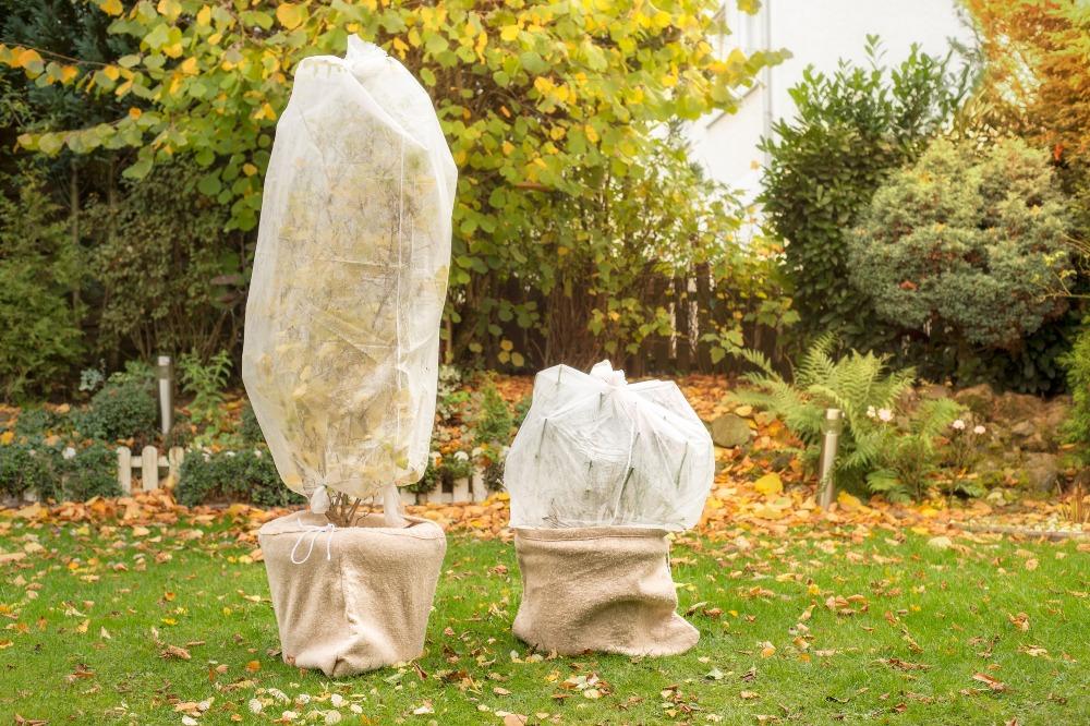 Mit etwas Fürsorge überstehen Kübelpflanzen auch die frostigen Monate sehr gut Kuebelpflanzen-winterfest
