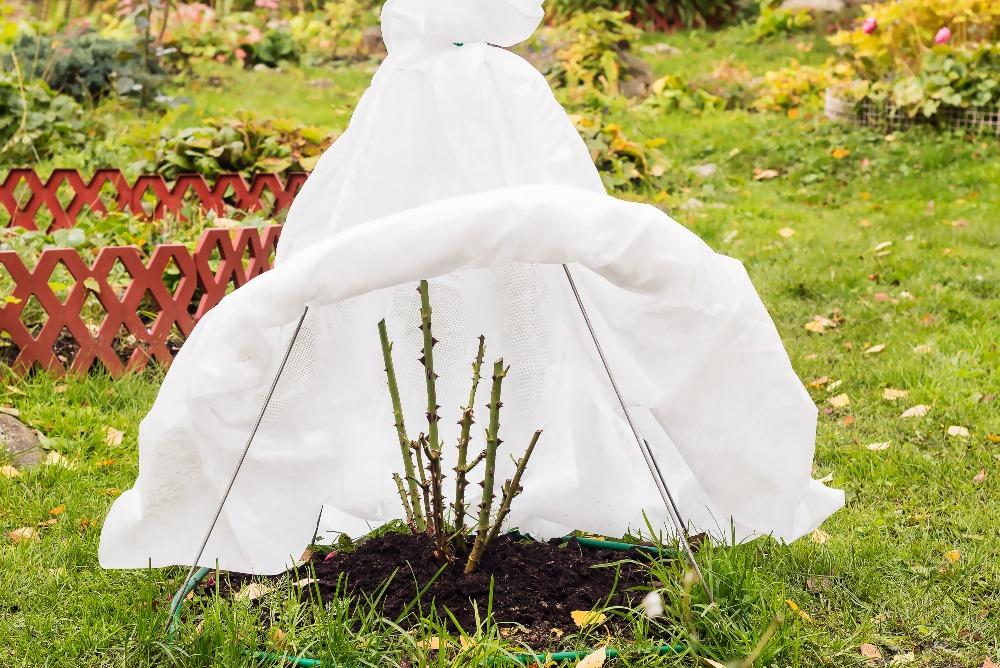 Sorgfältig abgedeckt kommen Rosen sicher durch die kalte Jahreszeit Rosenstrauch-winterfest
