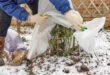 o-machen-Sie-Ihren-Garten-winterfest
