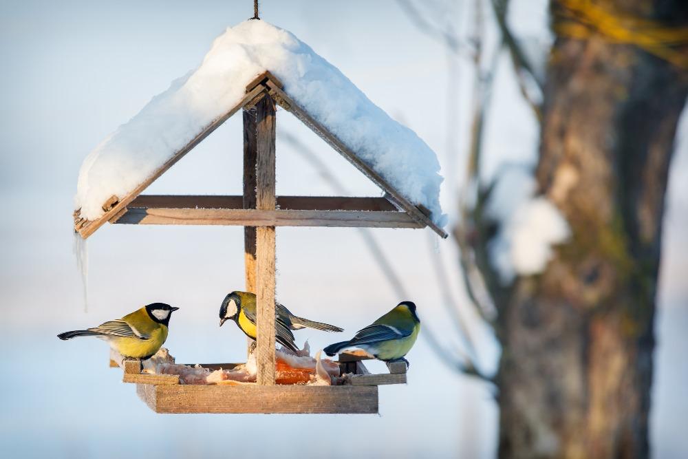 Ein sauberes und gut befülltes Vogelhaus hilft Wildvögeln sicher durch den Winter ogelhaus-im-Winter
